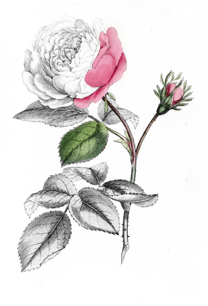 Image of the "Hundred-Leaved Rose" partially colored