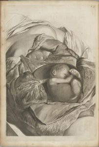 Illustration of a baby in the uterus