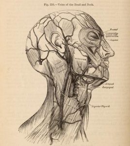 Illustration of the head