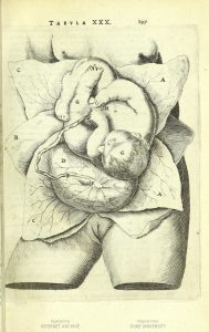 Illustration of a baby in the uterus.