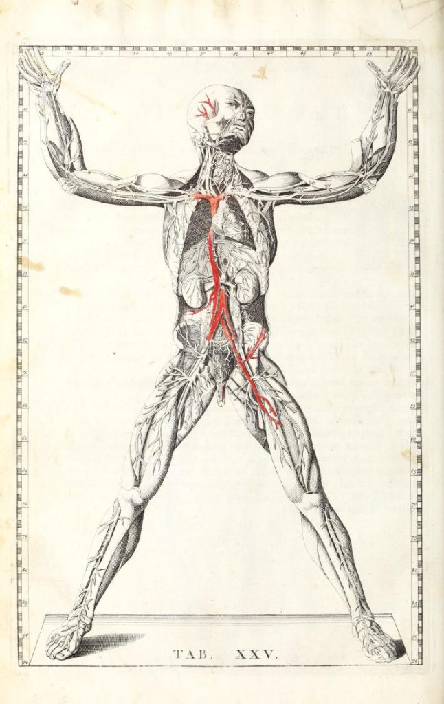 Illustration of a man's body with veins