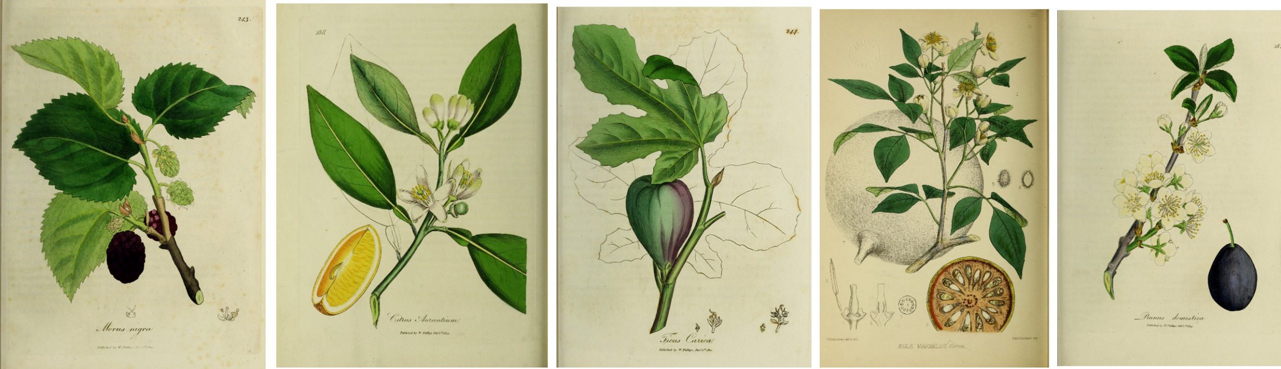 Series of handcolored botanicals: mulberry, orange, fig, orange, and plum