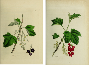 Botanical drawings of red and black currants with limbs, blossoms, and leaves
