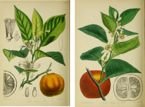 Two limbs from orange trees with orange and blossoms