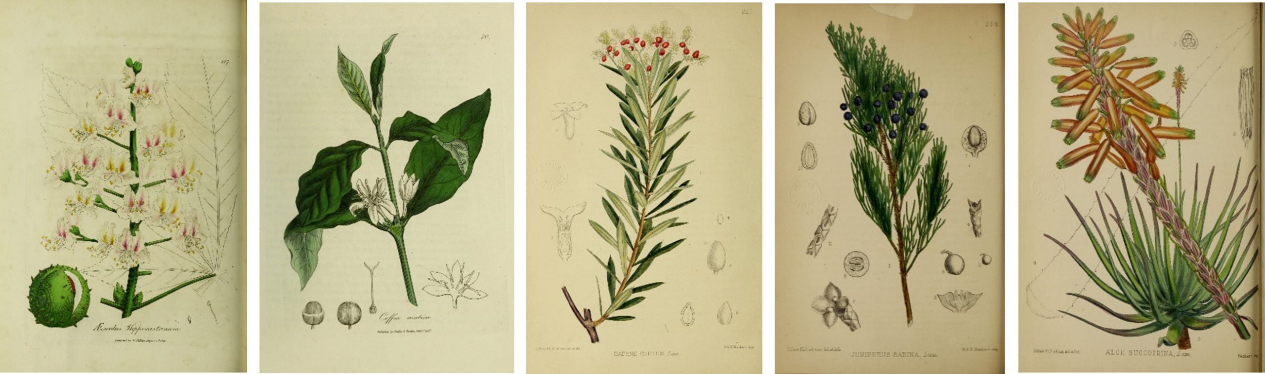 Series of botanical plates including water chestnut,  coffee, flax, juniper, and aloe.