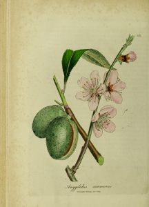 Botanical drawing of almond branch with nuts and pink flowers