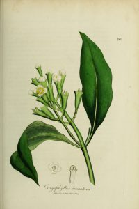 Botanical drawing of clove branch, showing leaves, flowers and clove spice