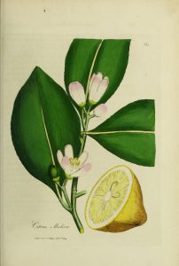 Botanical drawing of lemon tree limb, with lemon and blossoms