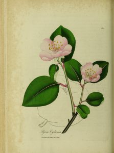 Botanical drawing of a quince with limb, leaves, and flowers