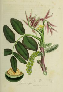 Botanical drawing of walnut branch with leaves and flowers, walnut dissected on bottom left