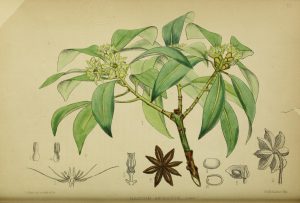 Botanical drawing of star anise, has leaves, flowers, short stem and large drawing of star anise fruit