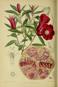Botanical Drawing of pomegranate, limbs, leaves, and flowers