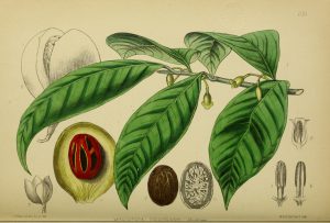 Botanical drawing of nutmeg, has stem, leaves, fruit, dissection of fruit showing nutmeg