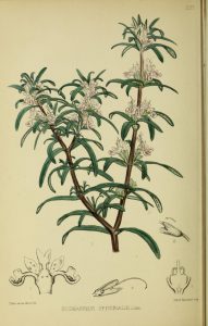 Botanical drawing of rosemary with twigs, leaves, and flowers