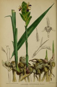 Botanical drawing of ginger root, with flower, and green shoots