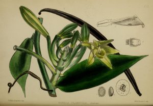 Botanical drawing of vanilla plant with leaves, vanilla pod, flowers