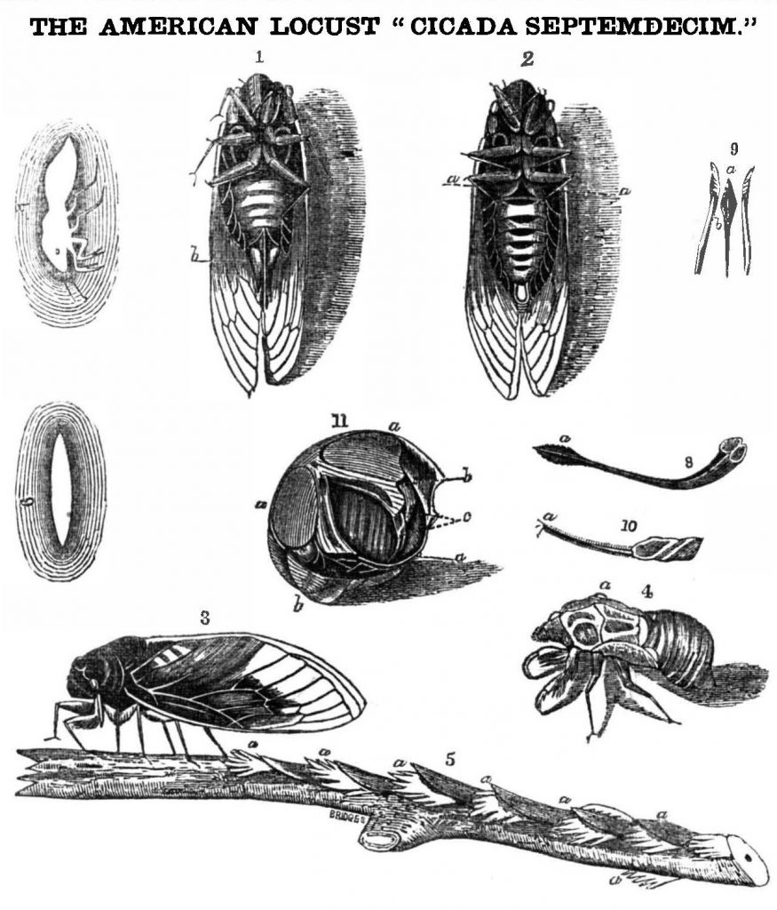 Handdrawn cicadas from larvae to full-grown winged-bug