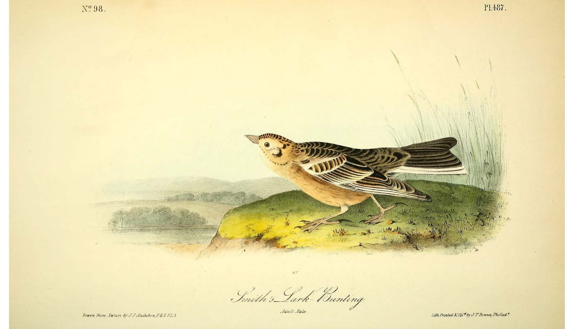 Colored drawing of a bird sitting on a grassy ledge, bird has black wings and a light brown belly