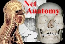 Net Anatomy