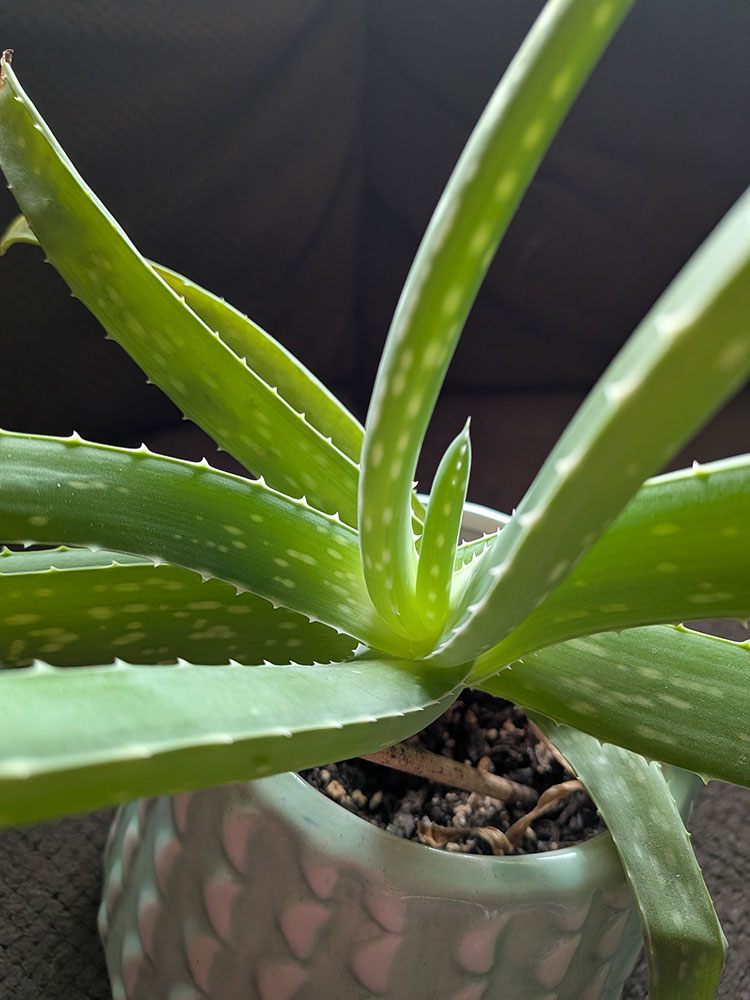 (Photograph) Photograph of a green aloe vera plant with thick, fleshy leaves featuring small white spots and serrated edges, growing in a textured light-colored pot filled with soil. The plant is positioned against a dark, blurred background, highlighting its vibrant color and healthy appearance.