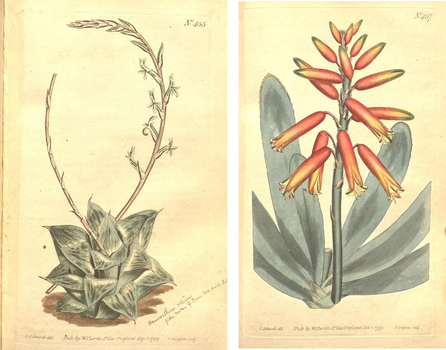 (Nos 455 and 457) Two botanical plates from Curtis's Botanical Magazine. The left is a botanical illustration depicting a succulent plant with thick, pointed leaves arranged in a rosette and a tall, slender flowering stalk with small blossoms. The drawing includes handwritten notes indicating scientific documentation and classification from 1799. The right is a botanical illustration depicting a flowering plant with elongated, tubular orange and yellow flowers arranged along a central stalk and broad, gray-green leaves at the base. The artwork includes fine details such as shading and texture, with a small label, indicating a scientific or educational purpose.