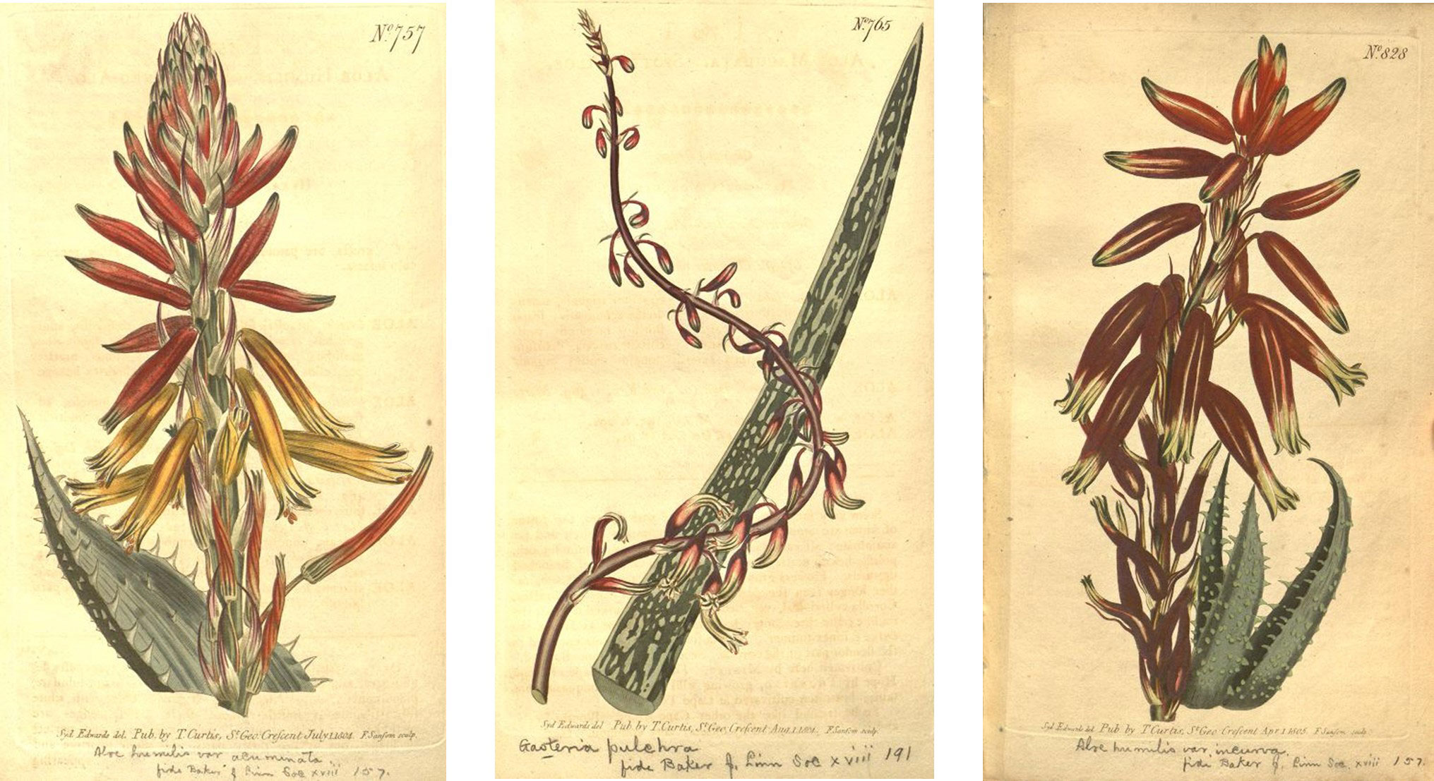 (Nos 757, 765 and 828) Three botanical plates from Curtis's Botanical Magazine.  The left is Botanical illustration depicting a flowering aloe plant with a tall central stalk bearing red and yellow tubular flowers. The drawing highlights detailed spiky leaves at the base and includes handwritten scientific notes and numbering in the background. The middle is a botanical illustration depicting a long, pointed leaf with a climbing vine featuring small, curved flowers and buds. The artwork uses muted green and red tones, with detailed shading and labeling indicating scientific study of plant species. The right is a botanical illustration depicting Aloe humilis with elongated, tubular reddish-brown flowers and spiky green leaves. The illustration includes a label with scientific name and publication details, highlighting plant's structure and flower arrangement.