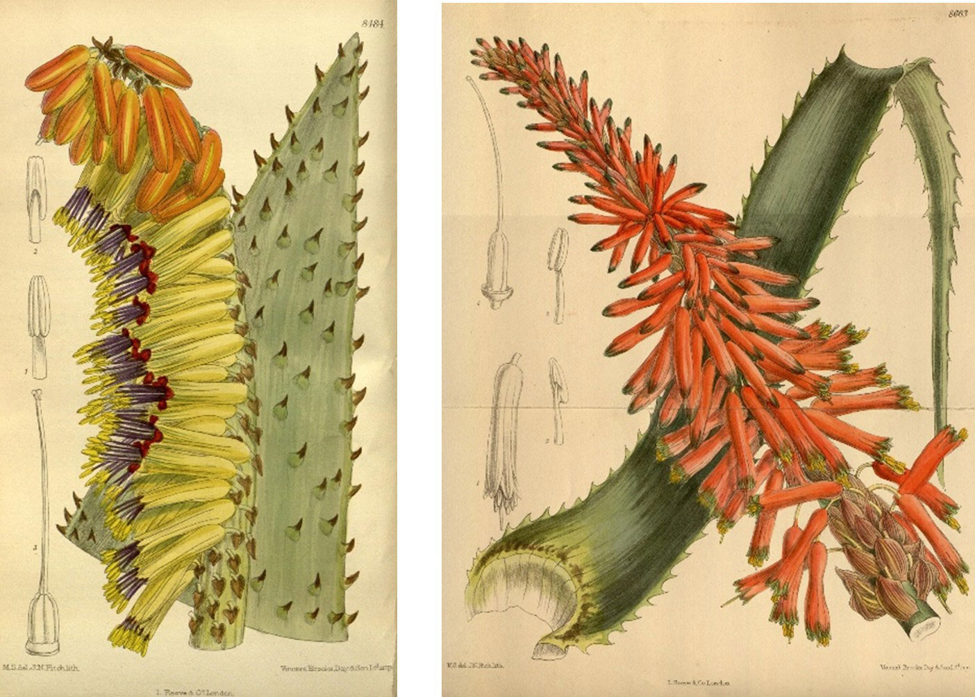 (Nos 8484 and 8663) Two botanical plates from Curtis's Botanical Magazine. Left botanical illustration depicting a detailed cross-section of a flowering succulent plant with spiky green leaves and clusters of tubular flowers in orange, yellow, and purple hues. Includes labeled diagrams of flower parts on a beige background, highlighting structural components and reproductive features for scientific study. Right botanical illustration depicting a flowering aloe plant with a large green spiky leaf and a dense cluster of tubular red-orange flowers. Detailed sketches of flower parts are shown on the left side, highlighting botanical structure and morphology.