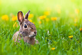 photo of rabbit and daffodils