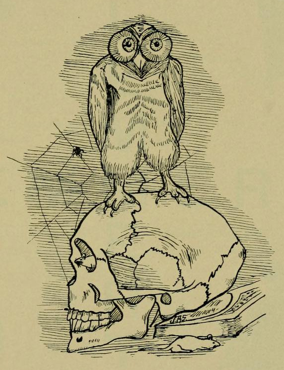 Hand-drawn image of an owl standing on a skull with a spider and web behind them.