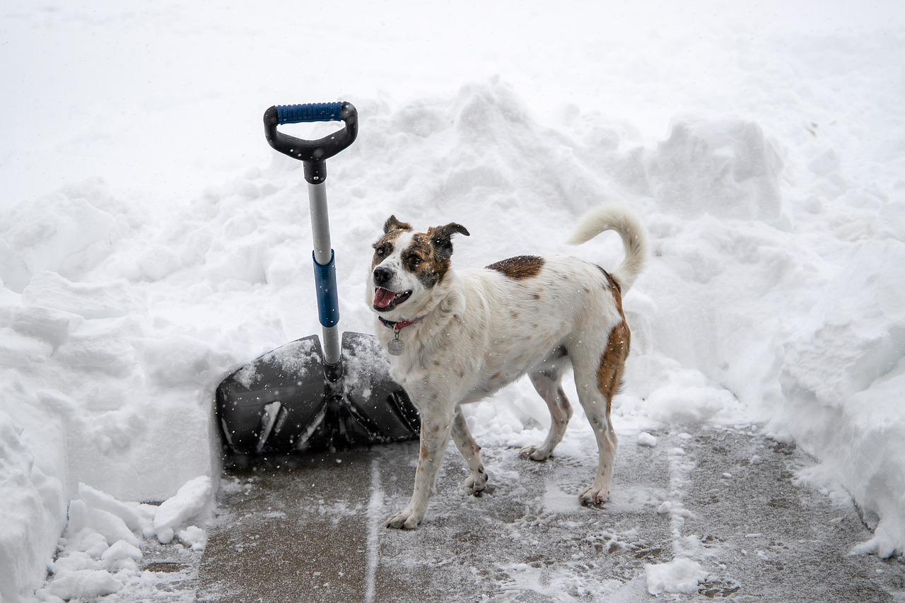 dog in the snow with a snow shovel