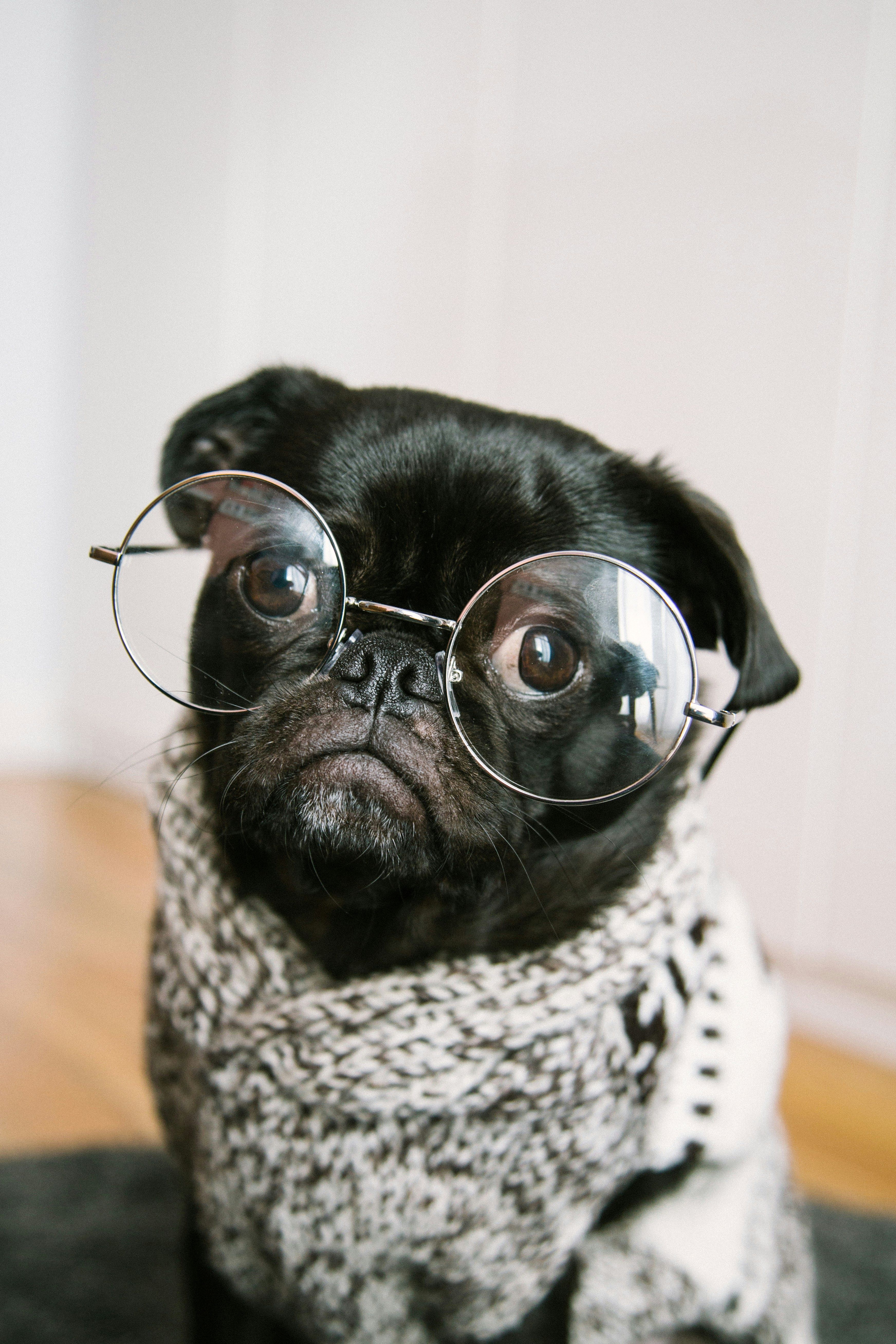 Pug with glasses.