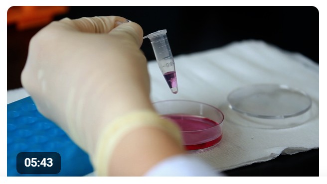 Image from the Jove database. Gloved hand using a pipette to transfer liquid into a small lab tube beside a petri dish.