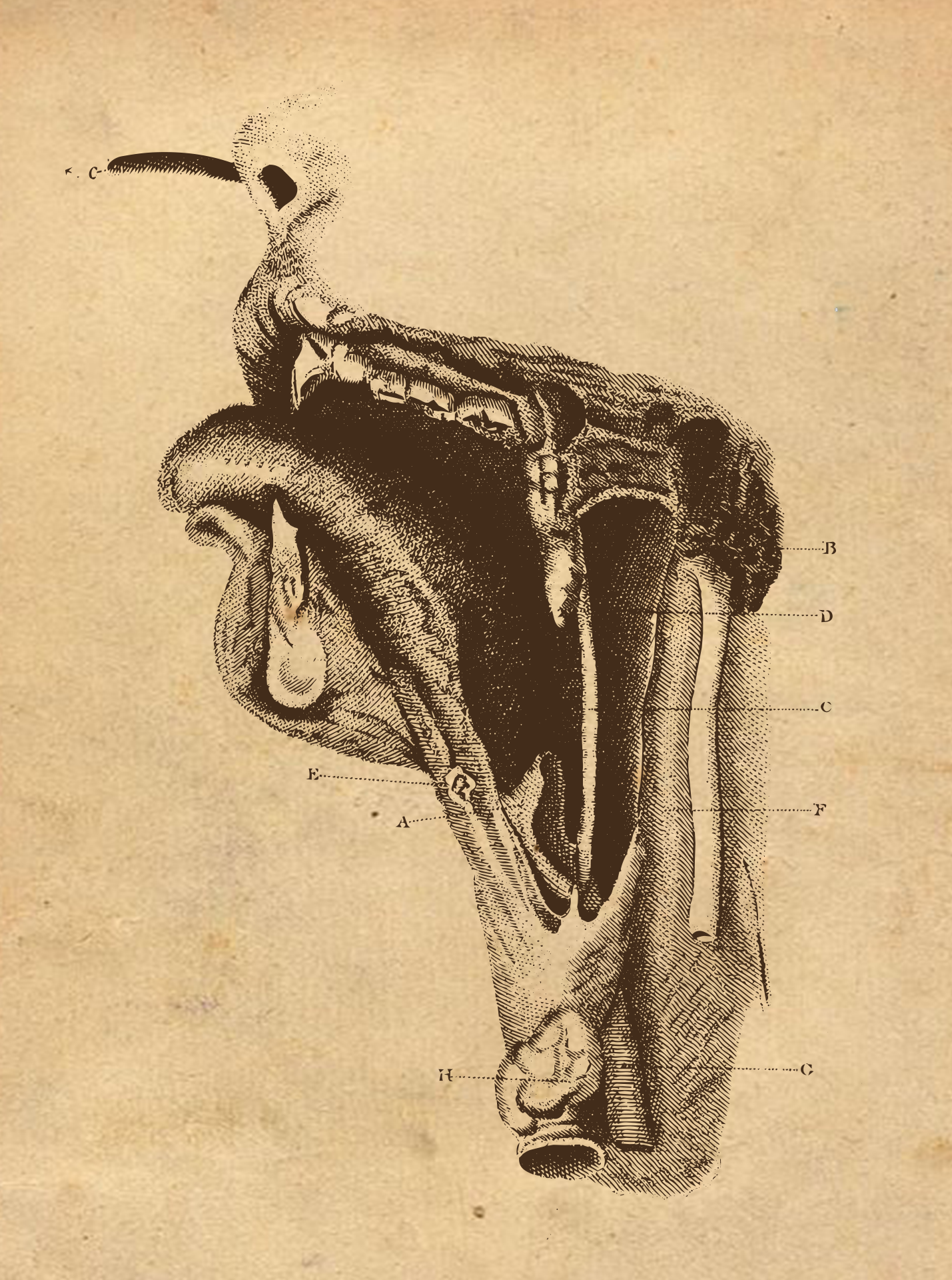 Engraved anatomical diagram of a large, folded organ system with elongated tubes, labeled A-H.