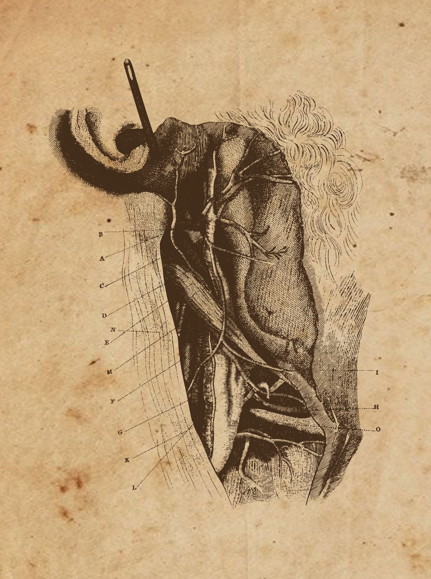 Vintage anatomical illustration of layered shoulder and upper-back muscles with labeled leader lines.
