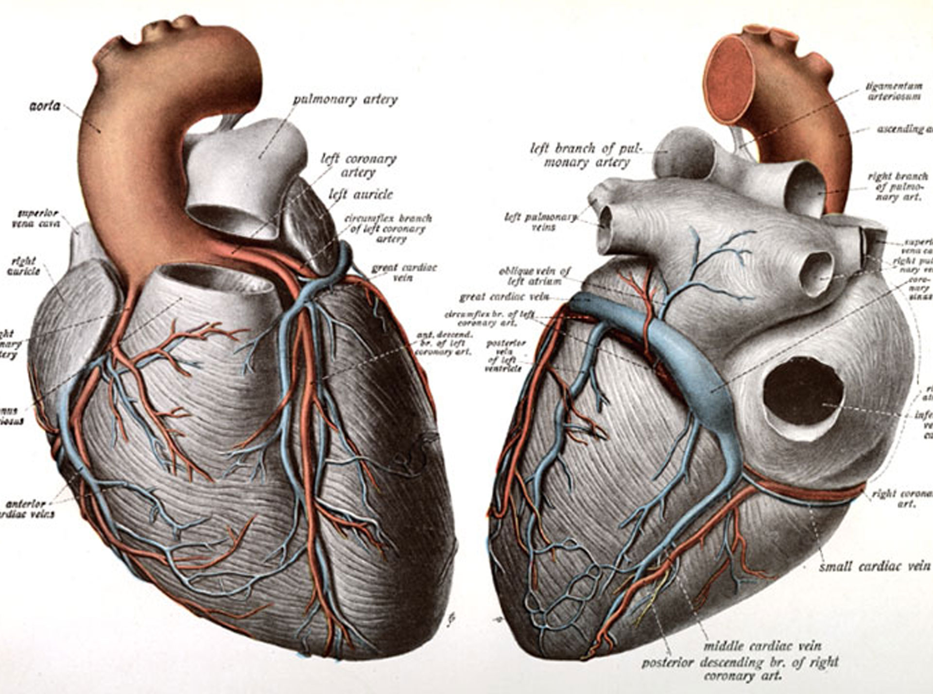 Illustration of a human heart - front and back